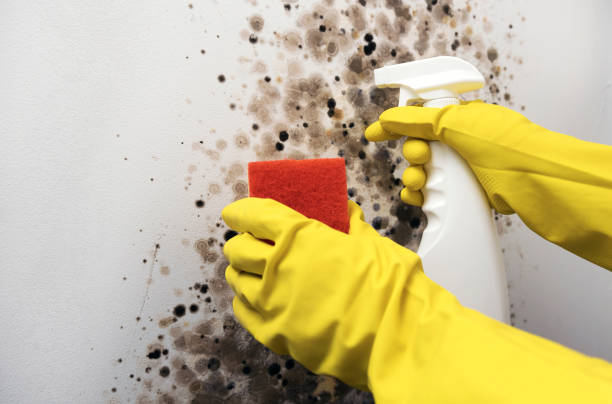 Best Crawl Space Mold Remediation in Folsom, CA
