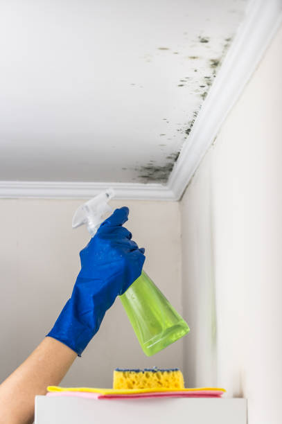 Best Mold Testing and Inspection Services in Folsom, CA